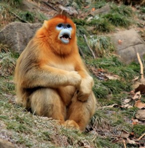 macaco dourado chinês